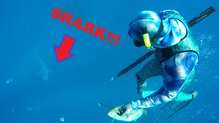 Spearfishing for Groceries with Sharks!