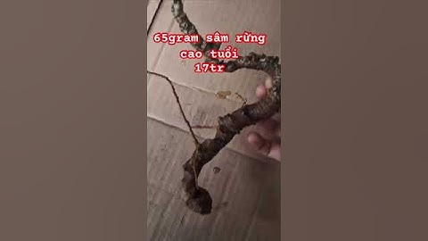 sâm rừng tự nhiên #sâm_ngọc_linh_rừng #sâm_lai_châu_rừng #sâm_ngọc_linh_rừng #sâm_ngọc_linh