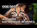 ОЦЕЛОТ: Домашний леопард с «ложными глазами» Интересные факты о кошках