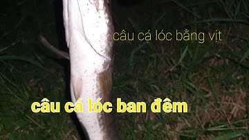 Thử câu cá lóc bằng vịt ban đêm và cái kết | Phương fishing , hunting trap