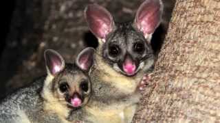 10 Awesome Facts About Australia’s Marsupials