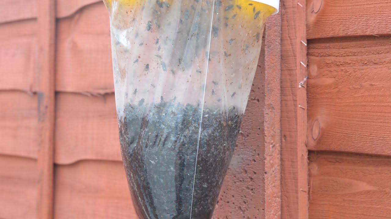 Burned-out fish factory plagues residents with millions of flies