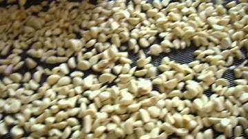 Garlic color sorter/separation machine/jromchen@hotmail.com