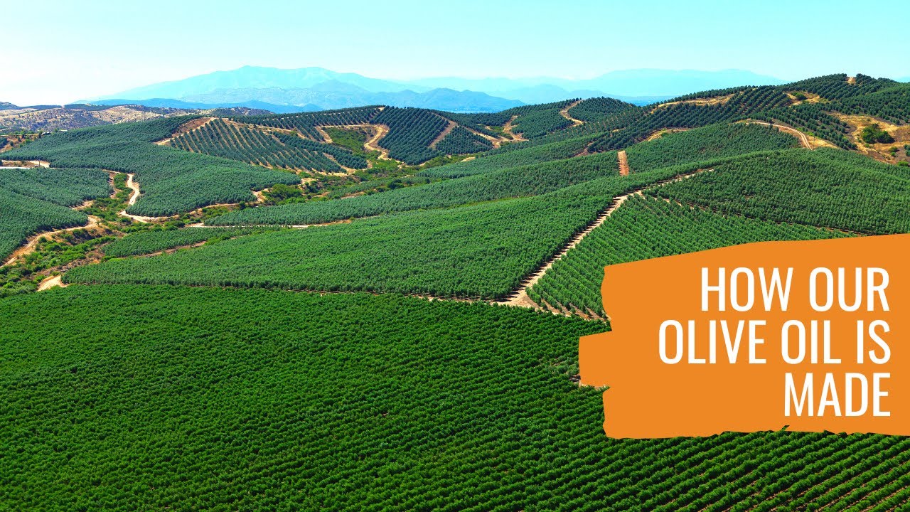 How Olive Oil Is Made YouTube How Olive Oil Is Made YouTube