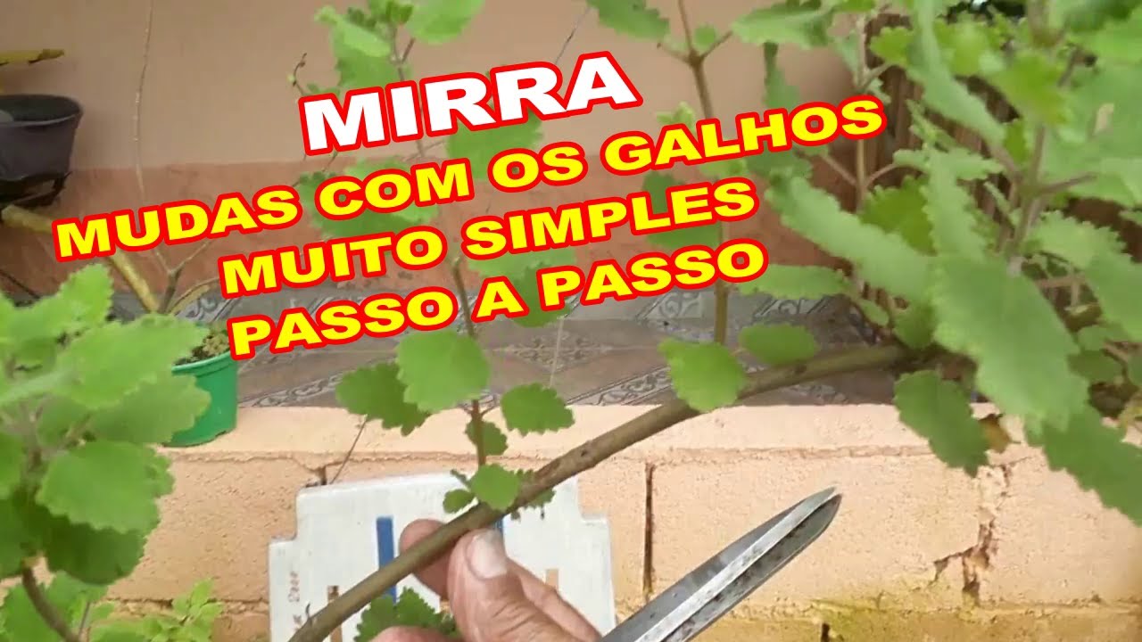 como retirar galho da mirra e fazer mudas