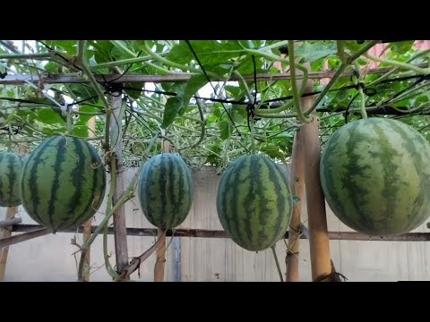 Video Hi-tech hydroponics watermelon cultivation - youtube