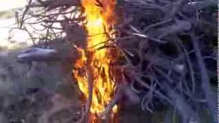 Burning Slash Piles