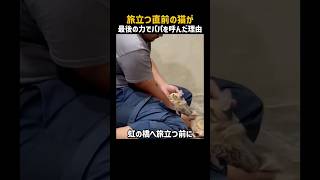 旅立つ直前の猫が最後の力でパパを呼んだ理由