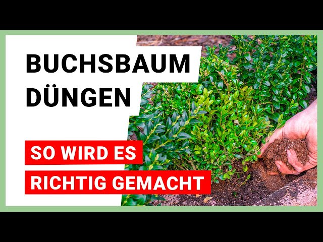 Fertilizing boxwood: Plant care at a glance - YouTube