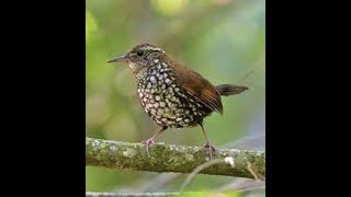 Singing Jack Sow (Lochmias nematura)