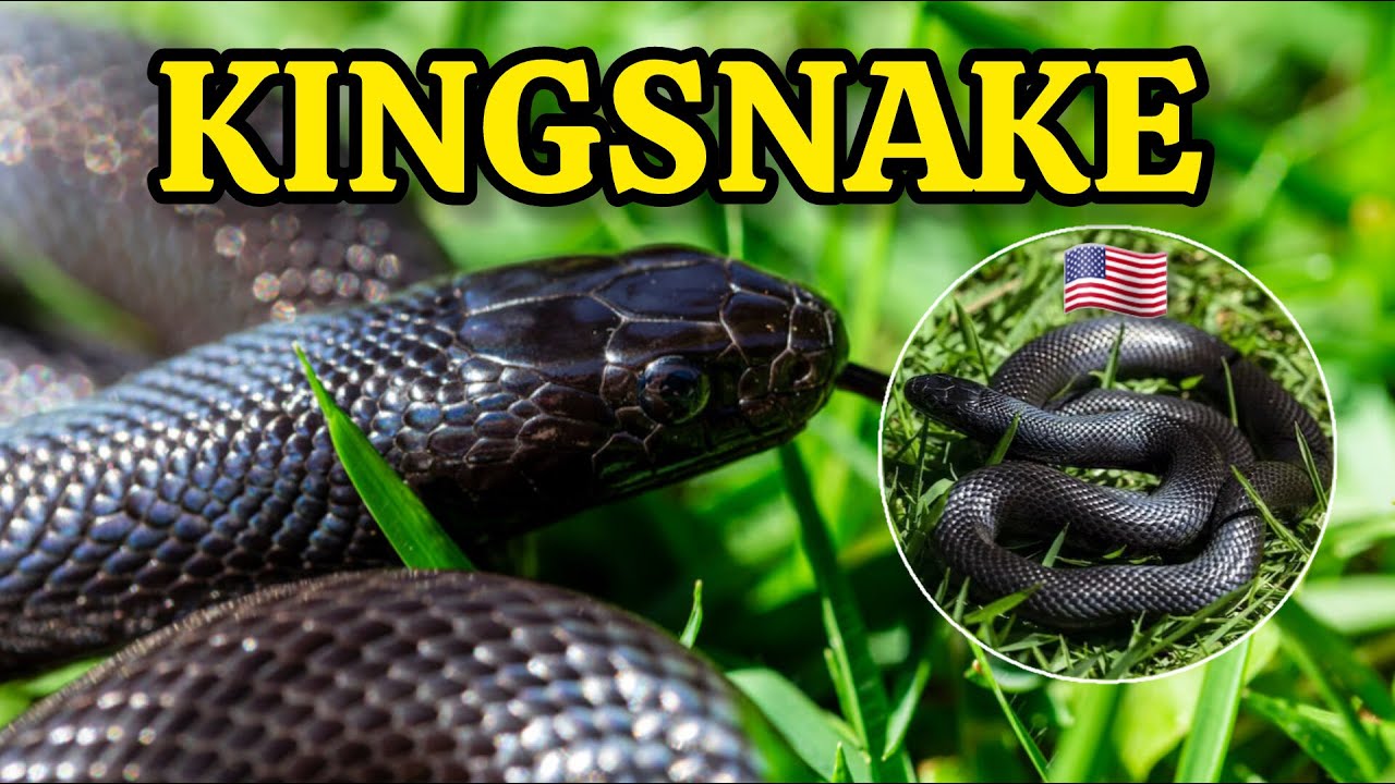 Black Kingsnake Found in Tennessee - YouTube
