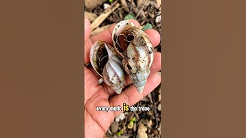 Snail shells #shorts #trending #viral