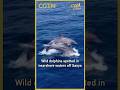 Wild dolphins spotted in nearshore waters off Sanya#coolchina