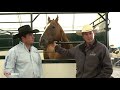 Equine Outfit Of Excellence | Jack | Champion Right Leader