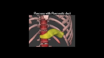 Organ Segmentation from CT Scans: Precision 3D Medical Imaging Explained