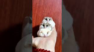 adorable dormouse baby cute 西班牙睡鼠 嬰兒 ヤマネ 赤ちゃん #ヤマネ #sugarglider #西班牙睡鼠 #shorts #pets