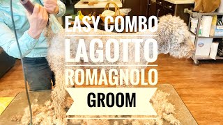 Easy combo Lagotto Romagnolo groom