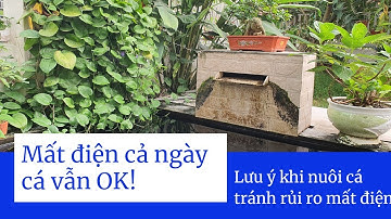 BÍ KÍP MẤT ĐIỆN CẢ NGÀY CÁ VẪN OK!