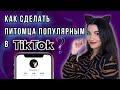 Как стать популярным в ТикТок, если ты животное? Стратегии и секреты продвижения питомцев в TikTok.