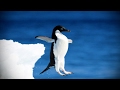 Funny penguins  penguins fails funny pets