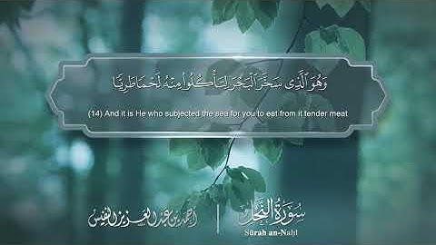 سورة النحل مترجمه بالانجليزية بصوت القارئ أحمد النفيس  Surah An-Nahl Translated To English