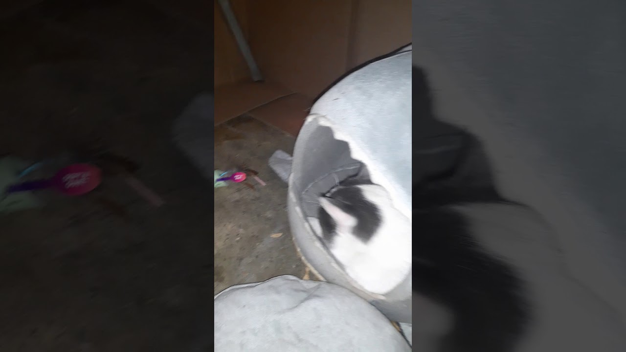 Selfish Cat - YouTube