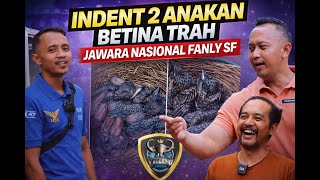 INDENT 2 EKOR BETINA TRAH JAWARA NASIONAL LANGSUNG KEPETERNAKAN FANLY SF