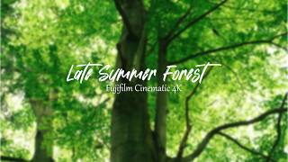Late Summer Forest 4K Cinematic Fujifilm