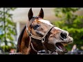 札幌競馬場に響き渡る タニノギムレットの咆哮