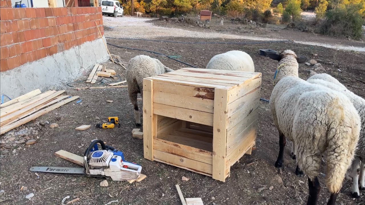 FİFİ YE KÜLÜBE YAPTIM FİFİNİN ARTIK EVİ OLACAK🥰