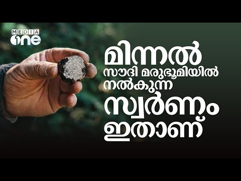 അറബികൾക്ക് സൗദിയിലെ മിന്നലും മരുഭൂമിയും നൽകുന്ന പൊന്നിന്റെ കഥ | Fage desert truffle | Saudi Story