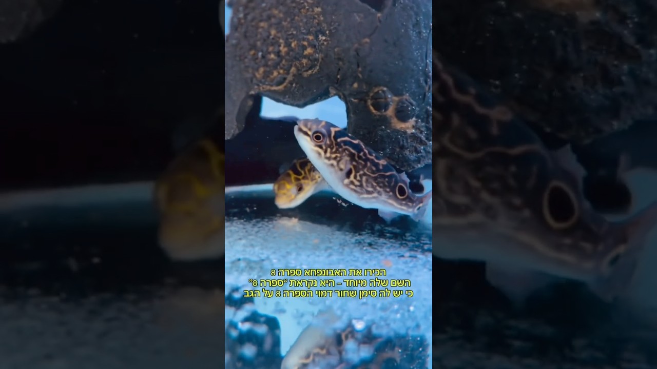 הדג הזה יכול להרוג !!למה היא נחשבת למסכונת?