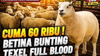 Harga Domba Buntingan Texel FB Cuma 60 Ribu Rupiah