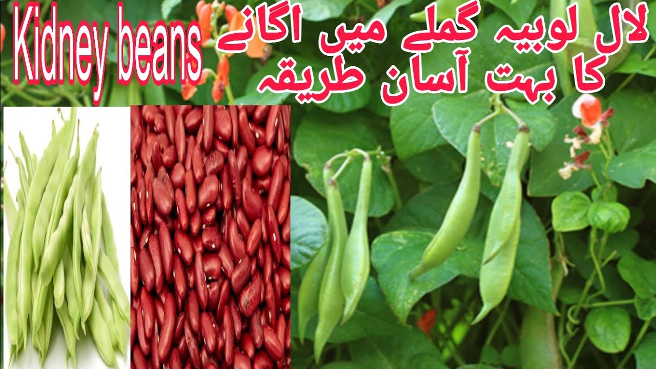 How to grow Red kidney beans in pot at home لال لوبیہ اگانے کا طریقہ