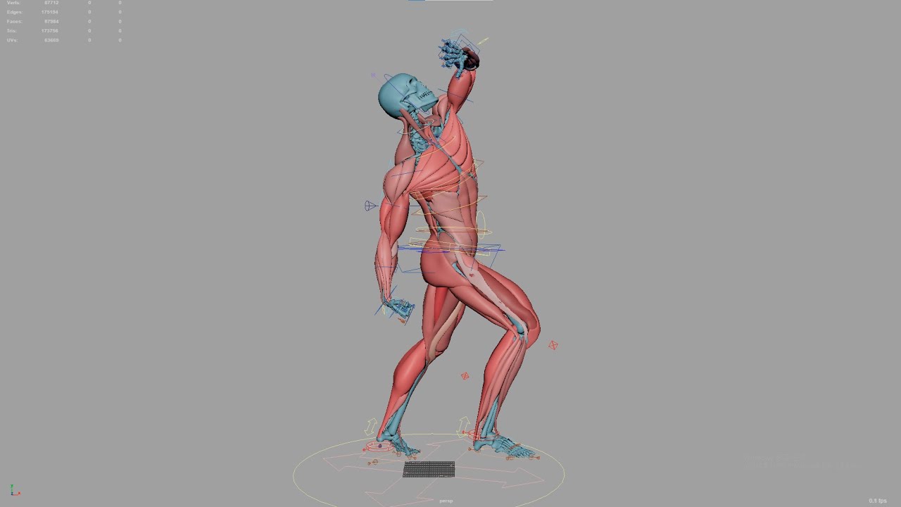 Muscle Rig Human muscle rigging - YouTube