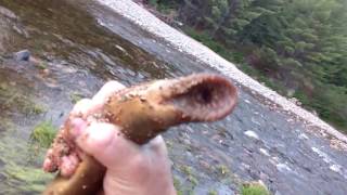 Lamprey Eel grabbing, in NB.