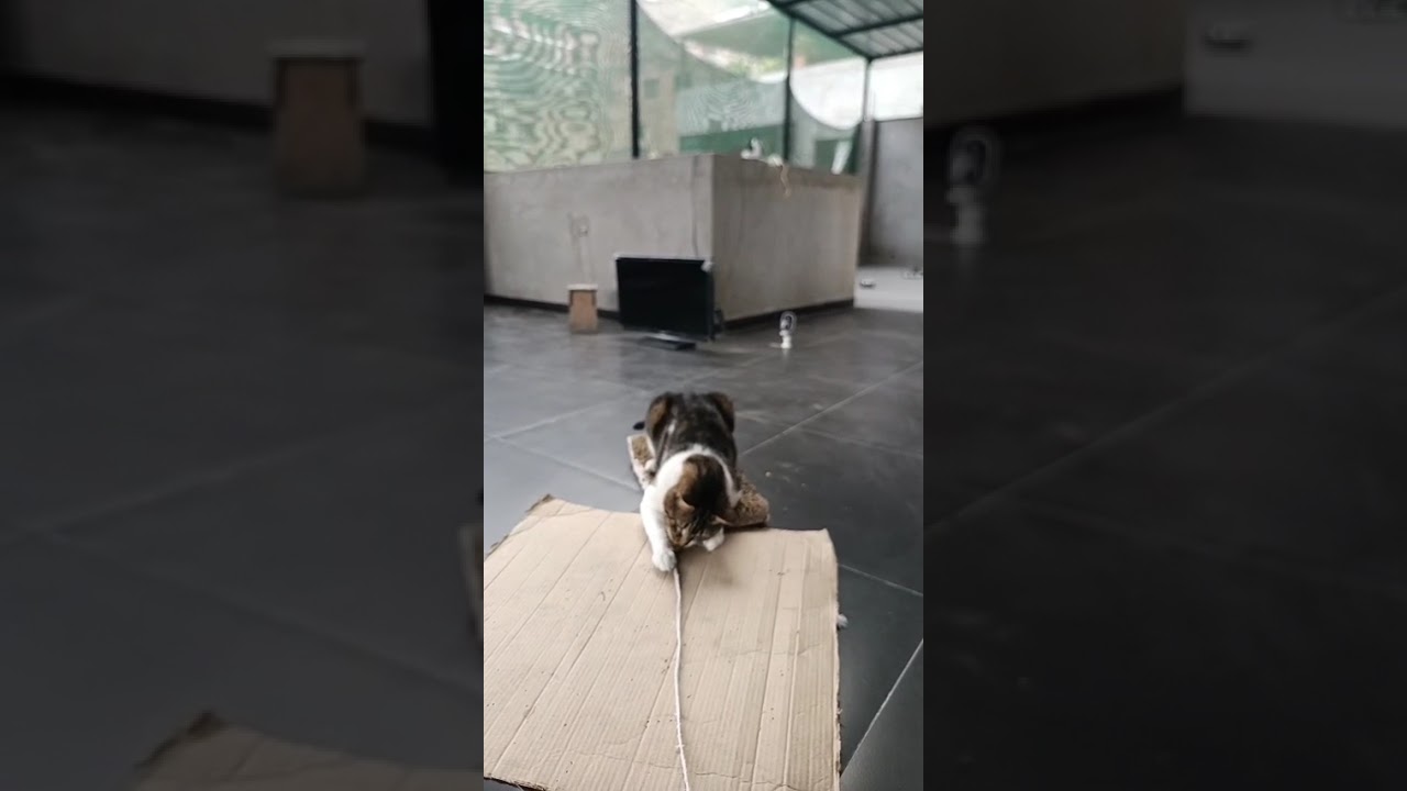 Playing with Lolo- Teaser Time 