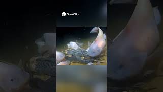 Sabías del pez caracol? #mar #caracol #pez #viral
