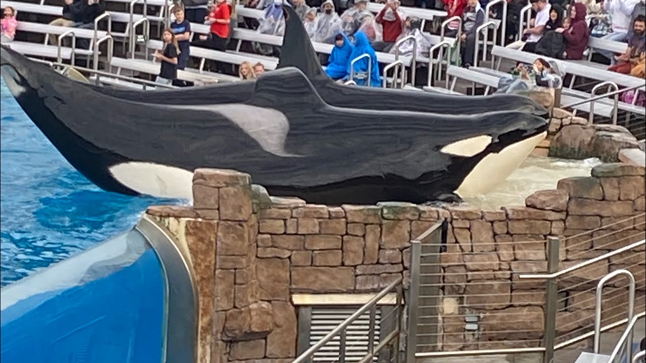 Angela at Seaworld Orca Interaction