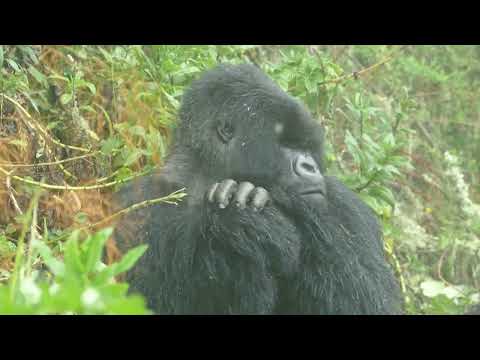 Dominant silverback takes time to chill