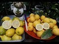 Limon Lunario. Лимон  Siracusano.