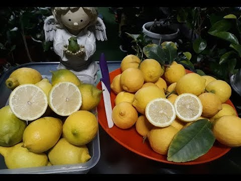 Video: Lemon Lunario: beskrivelse av sorten, dyrking og pleie hjemme, foto