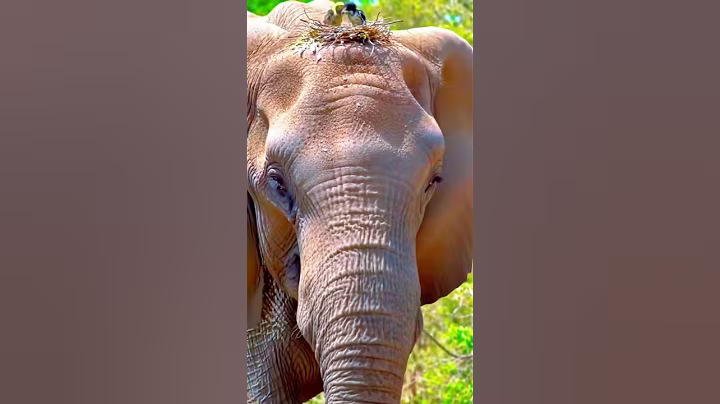 Bird's nest on elephant's head  #birds #elephant #ai #aivideo