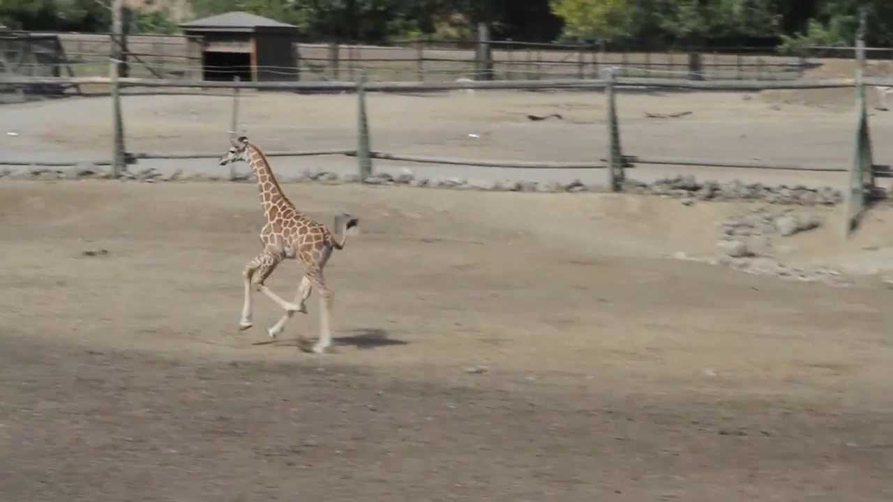 The Two Young Giraffes Ringo and Luca Run Around