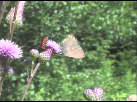 die-distel-als-lebensraum-für-schmetterlinge-im-august