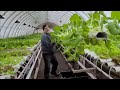 HOW WE HARVEST IN OUR HYDROPHONIC NFT SYSTEM