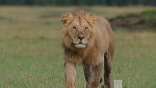 Lions vs. Hippo | Dynasties Saturdays at 9pm | BBC America