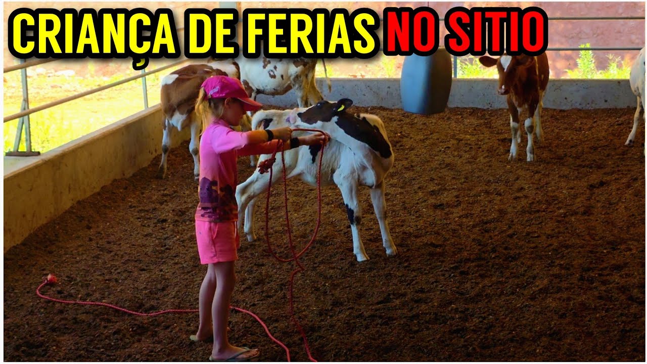 Manejando as BEZERRAS no Compost Barn (Holandês vermelho e branco)