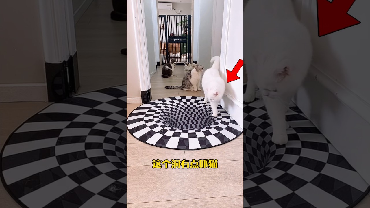 Cute Cat Got A 3D Surprise 😍❤️