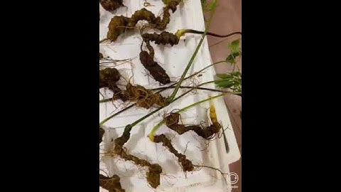 12 củ/1kg sâm ngọc linh rừng. Bao kiểm định